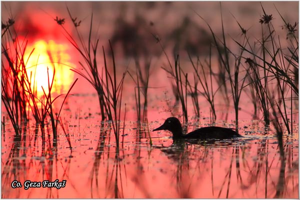 153_ferruginous_duck.jpg - Ferruginous Duck, Aythya nyroca, Patka crnka, Location - mesto, Tomaevac, Serbia