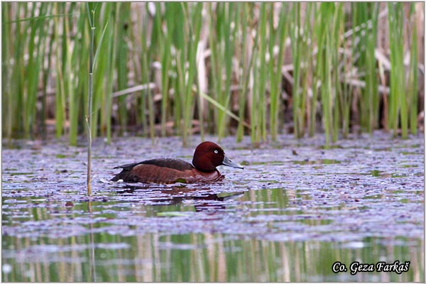 154_ferruginous_duck.jpg - Ferruginous Duck, Aythya nyroca, Patka crnka, Location - mesto, Koviljski rit, Serbia