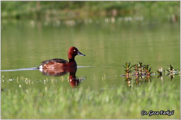 155_ferruginous_duck.jpg - Ferruginous Duck, Aythya nyroca, Patka crnka, Location - mesto, Koviljski rit, Serbia