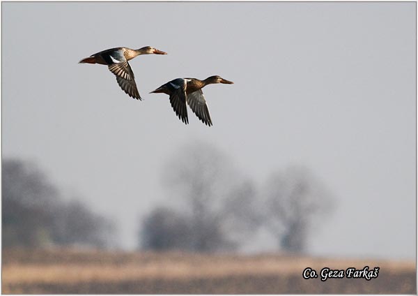 200_northern_shoveler.jpg - Northern Shoveler, Anas clypeata, Plovka kaikara, Mesto - Location, Slano kopovo, Serbia