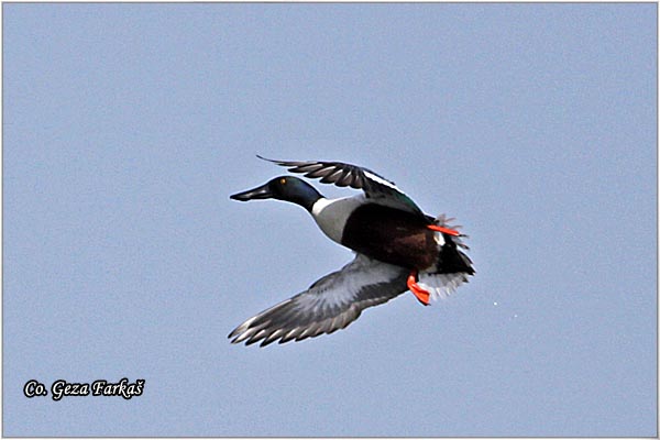 201_northern_shoveler.jpg - Northern Shoveler, Anas clypeata