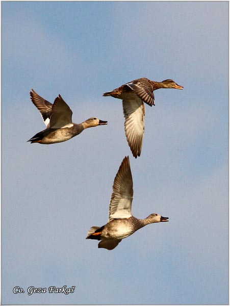 250_gadwall.jpg - Gadwall, Anas strepera ,Cegrtusa,  Mesto - Location: Rusanda, Serbia