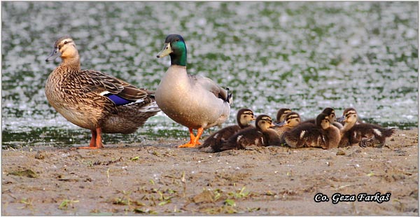 300_mallard.jpg - Mallard, Anas plathyrinchos, Gluvara, Mesto - Location: Novi Sad, Serbia