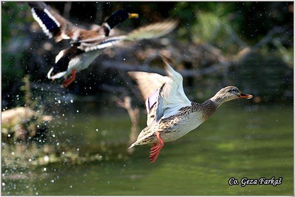 301_mallard.jpg - Mallard, Anas plathyrinchos, Gluvara, Mesto - Location: Becej, Serbia