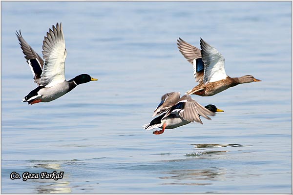 302_mallard.jpg - Mallard, Anas plathyrinchos