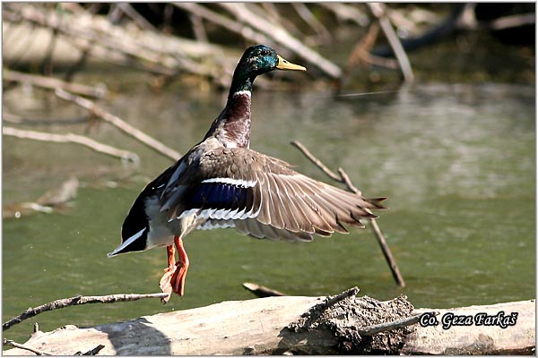 303_mallard.jpg - Mallard, Anas plathyrinchos, Gluvara, Mesto- Location: Novi Becej, Serbia