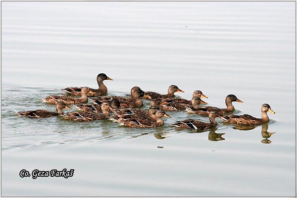 304_mallard.jpg - Mallard, Anas plathyrinchos