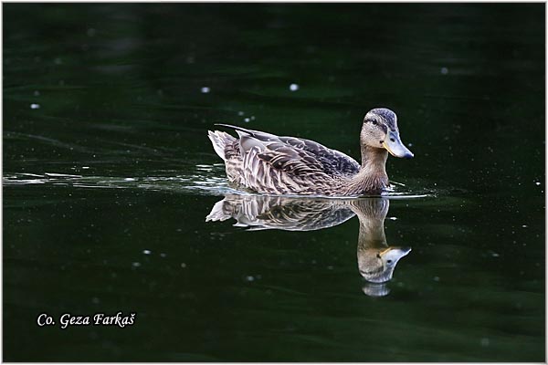 305_mallard.jpg - Mallard, Anas plathyrinchos