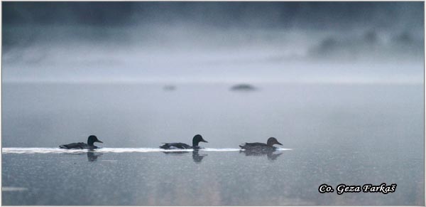 306_mallard.jpg - Mallard, Anas plathyrinchos, Gluvara, Mesto - Location: Novi Sad, Serbia