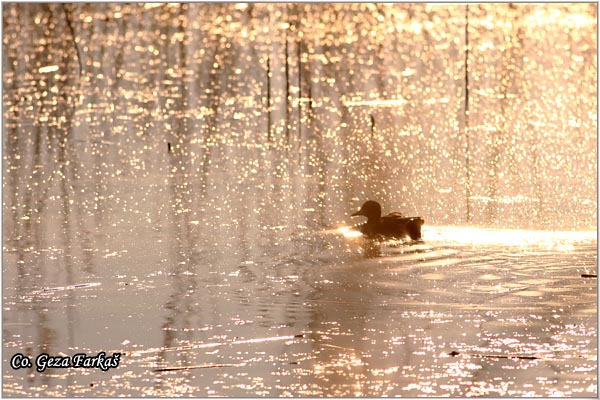 307_mallard.jpg - Mallard, Anas plathyrinchos, Gluvara, Location-Mesto: Becej Srbija.