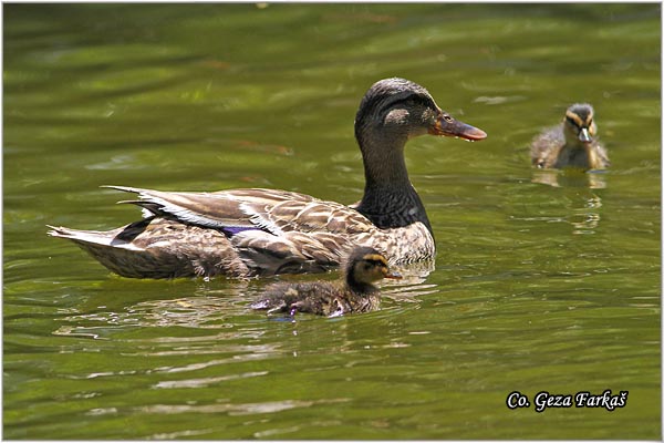 308_mallard.jpg - Mallard, Anas plathyrinchos, Gluvara, Location-Mesto: Lisabon Portugalia.