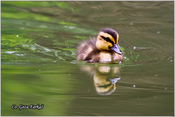 309_mallard.jpg - Mallard, Anas plathyrinchos, Gluvara, Location-Mesto: Lisabon Portugalia.