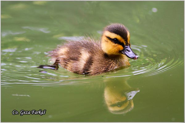 310_mallard.jpg - Mallard, Anas plathyrinchos, Gluvara, Location-Mesto: Lisabon Portugalia.