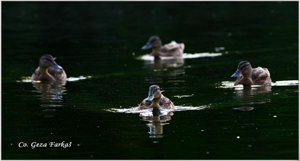 311_mallard.jpg - Mallard, Anas plathyrinchos, Gluvara, Mesto - Location: Novi Sad, Serbia