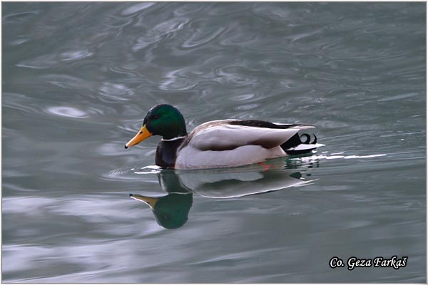 312_mallard.jpg - Mallard, Anas plathyrinchos, Gluvara, Mesto - Location: Ovcar banja, Serbia