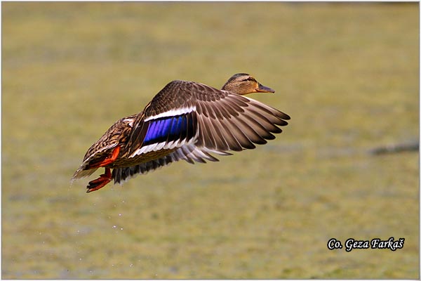 313_mallard.jpg - Mallard, Anas plathyrinchos, Gluvara, Mesto - Location: Novi Sad, Serbia