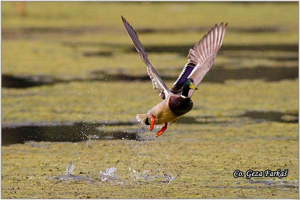 314_mallard.jpg - Mallard, Anas plathyrinchos, Gluvara, Mesto - Location: Novi Sad, Serbia