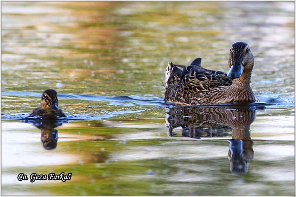 315_mallard.jpg - Mallard, Anas plathyrinchos, Gluvara, Mesto - Location: Novi Sad, Serbia