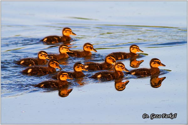 316_mallard.jpg - Mallard, Anas plathyrinchos, Gluvara, Mesto - Location: Novi Sad, Serbia