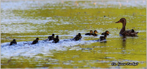 317_mallard.jpg - Mallard, Anas plathyrinchos, Gluvara, Mesto - Location: Novi Sad, Serbia