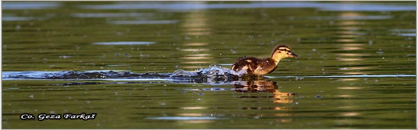 318_mallard.jpg - Mallard, Anas plathyrinchos, Gluvara, Mesto - Location: Novi Sad, Serbia