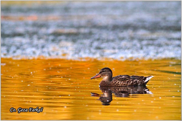 319_mallard.jpg - Mallard, Anas plathyrinchos, Gluvara, Mesto - Location: Novi Sad, Serbia