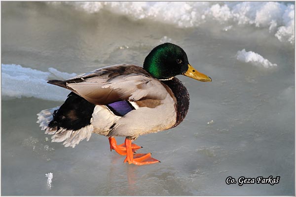 320_mallard.jpg - Mallard, Anas plathyrinchos, Gluvara, Mesto - Location: Novi Sad, Serbia