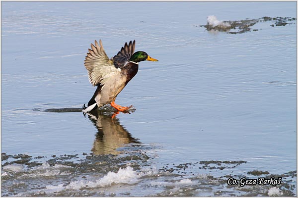 321_mallard.jpg - Mallard, Anas plathyrinchos, Gluvara, Mesto - Location: Novi Sad, Serbia