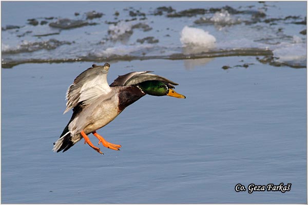 322_mallard.jpg - Mallard, Anas plathyrinchos, Gluvara, Mesto - Location: Novi Sad, Serbia