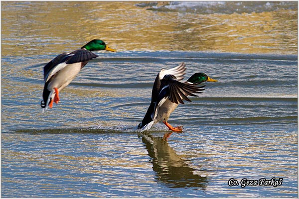 323_mallard.jpg - Mallard, Anas plathyrinchos, Gluvara, Mesto - Location: Novi Sad, Serbia