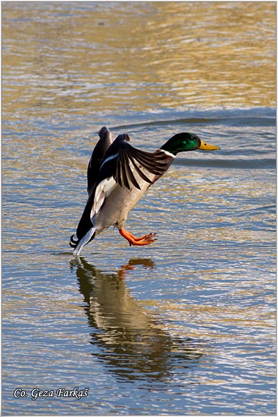 324_mallard.jpg - Mallard, Anas plathyrinchos, Gluvara, Mesto - Location: Novi Sad, Serbia