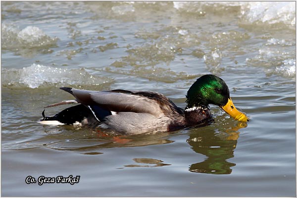 326_mallard.jpg - Mallard, Anas plathyrinchos, Gluvara, Mesto - Location: Novi Sad, Serbia