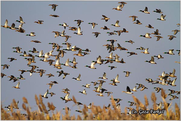 327_mallard.jpg - Mallard, Anas plathyrinchos, Gluvara, Mesto - Location: Novi Sad, Serbia