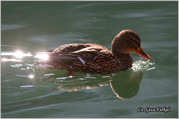 328_mallard.jpg - Mallard, Anas plathyrinchos, Gluvara, Mesto - Location: Ovcar banja, Serbia