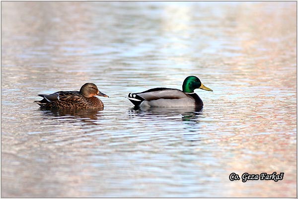 329_mallard.jpg - Mallard, Anas plathyrinchos