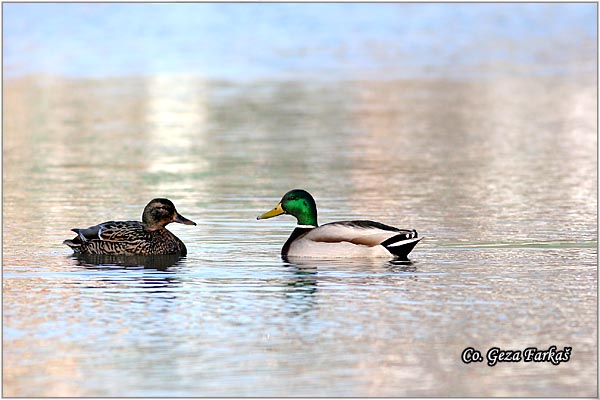 330_mallard.jpg - Mallard, Anas plathyrinchos