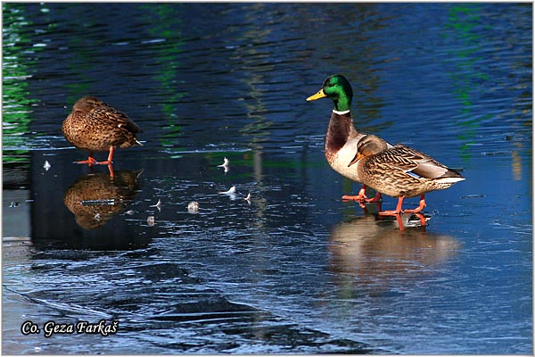 331_mallard.jpg - Mallard, Anas plathyrinchos