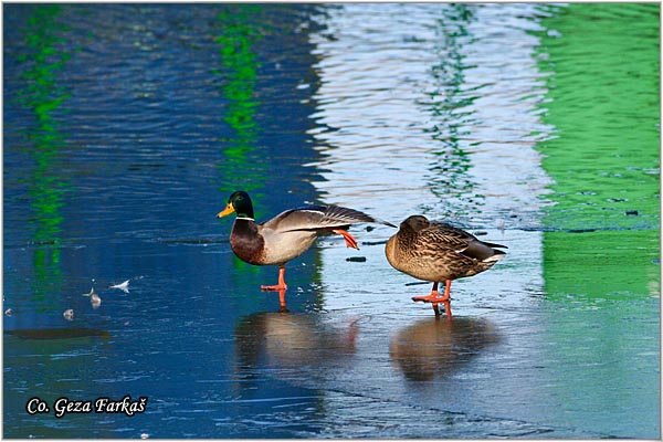 332_mallard.jpg - Mallard, Anas plathyrinchos