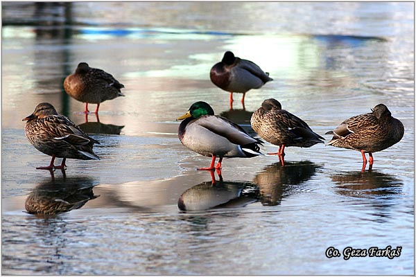 333_mallard.jpg - Mallard, Anas plathyrinchos, Gluvara, Mesto - Location: Novi Sad, Serbia