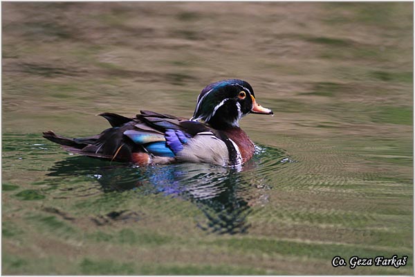 402_wood_duck.jpg - Wood duck, Aix sponsa, Mesto - Location: Sao Miguel, Azores