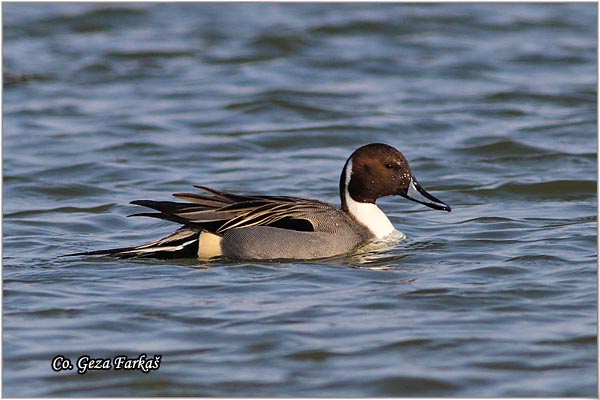 450_northern_pintail.jpg - Northern Pintail, Anas acuta, iljkan, Mesto - Location: Novi Sad, Serbia