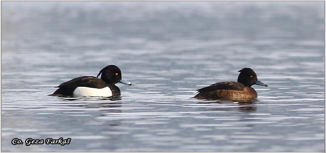 500_tufted_duck.jpg - Tufted Duck, Aythya fuligula, Cubasta patka, Mesto - Location: Novi Sad, Serbia