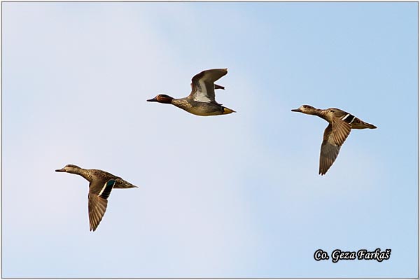 550_common_teal.jpg - Common Teal, Anas crecca, Krda, Mesto - Location: Rusanda, Serbia