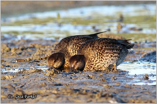 551_common_teal.jpg - Common Teal, Anas crecca, Krda, Mesto - Location: Koviljski rit, Serbia