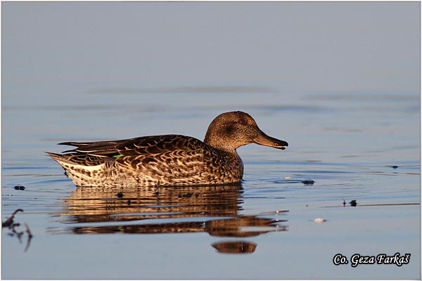 552_common_teal.jpg - Common Teal, Anas crecca, Krda, Mesto - Location: Koviljski rit, Serbia