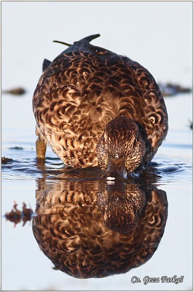 553_common_teal.jpg - Common Teal, Anas crecca, Krda, Mesto - Location: Koviljski rit, Serbia