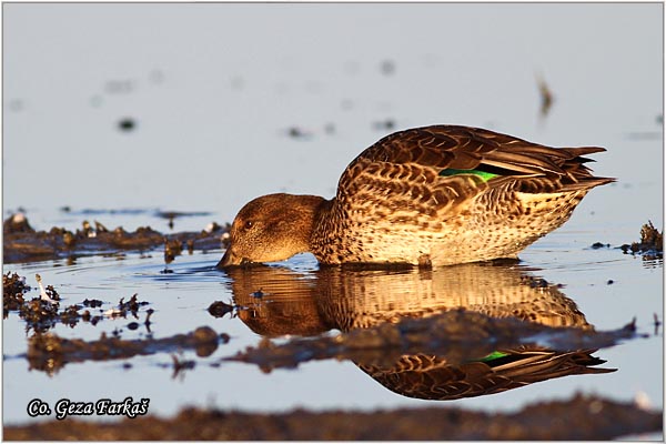 554_common_teal.jpg - Common Teal, Anas crecca, Krda, Mesto - Location: Koviljski rit, Serbia