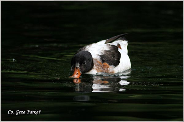 600_common_shelduck.jpg - Common Shelduck, Tadorna tadorna, Utva, Mesto - Location: Sao Miguel, Azores