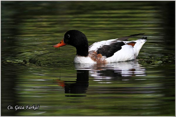 601_common_shelduck.jpg - Common Shelduck, Tadorna tadorna, Utva, Mesto - Location: Sao Miguel, Azores