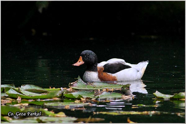 602_common_shelduck.jpg - Common Shelduck, Tadorna tadorna, Utva, Mesto - Location: Sao Miguel, Azores